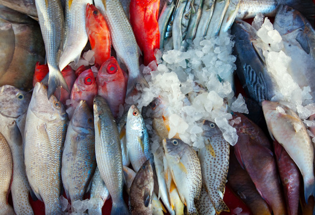 seafood untuk ibu hamil