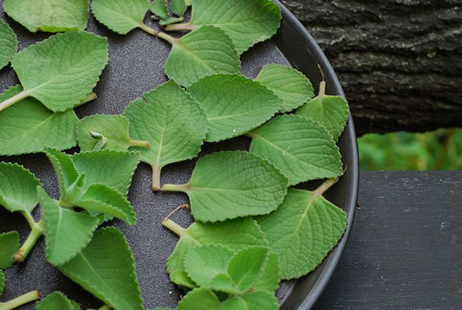 Resep Daun Bangun-Bangun Bisa Melancarkan ASI